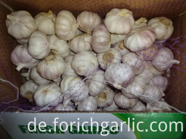 Jinxiang Normal White Garlic 2019